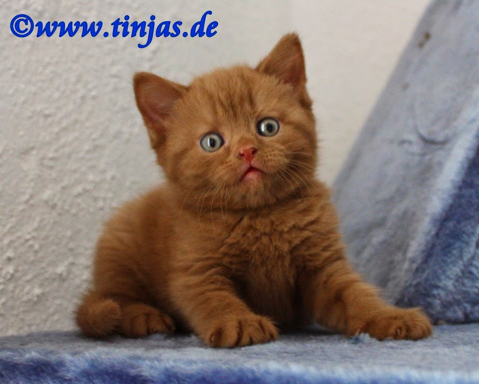 Wir haben regelmÃ¤ÃŸig BKH Babys in cinnamon ...